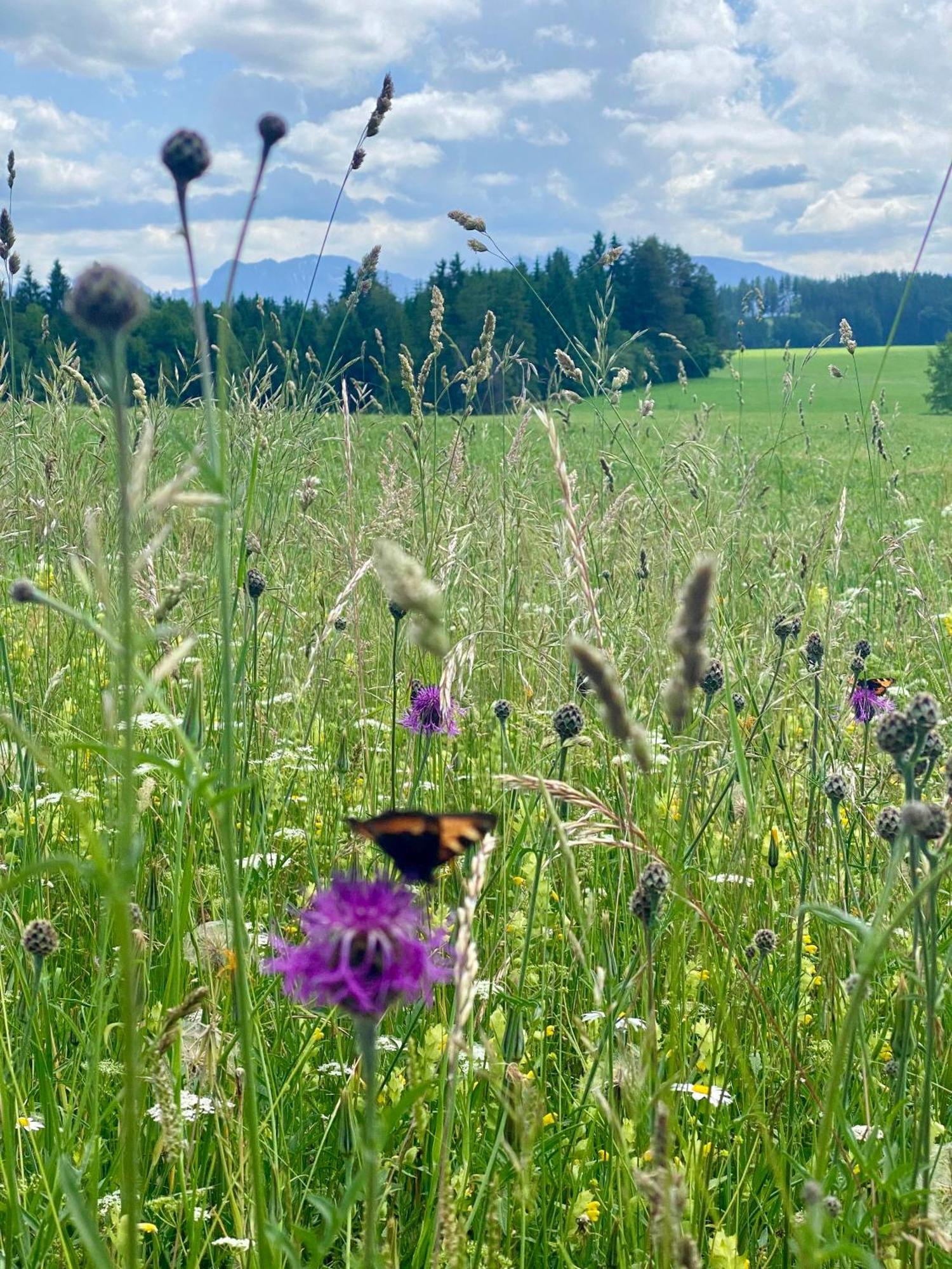 "Allgaeu-Herzl" Alpenchalet Fuer Zwei Ruckholz Esterno foto